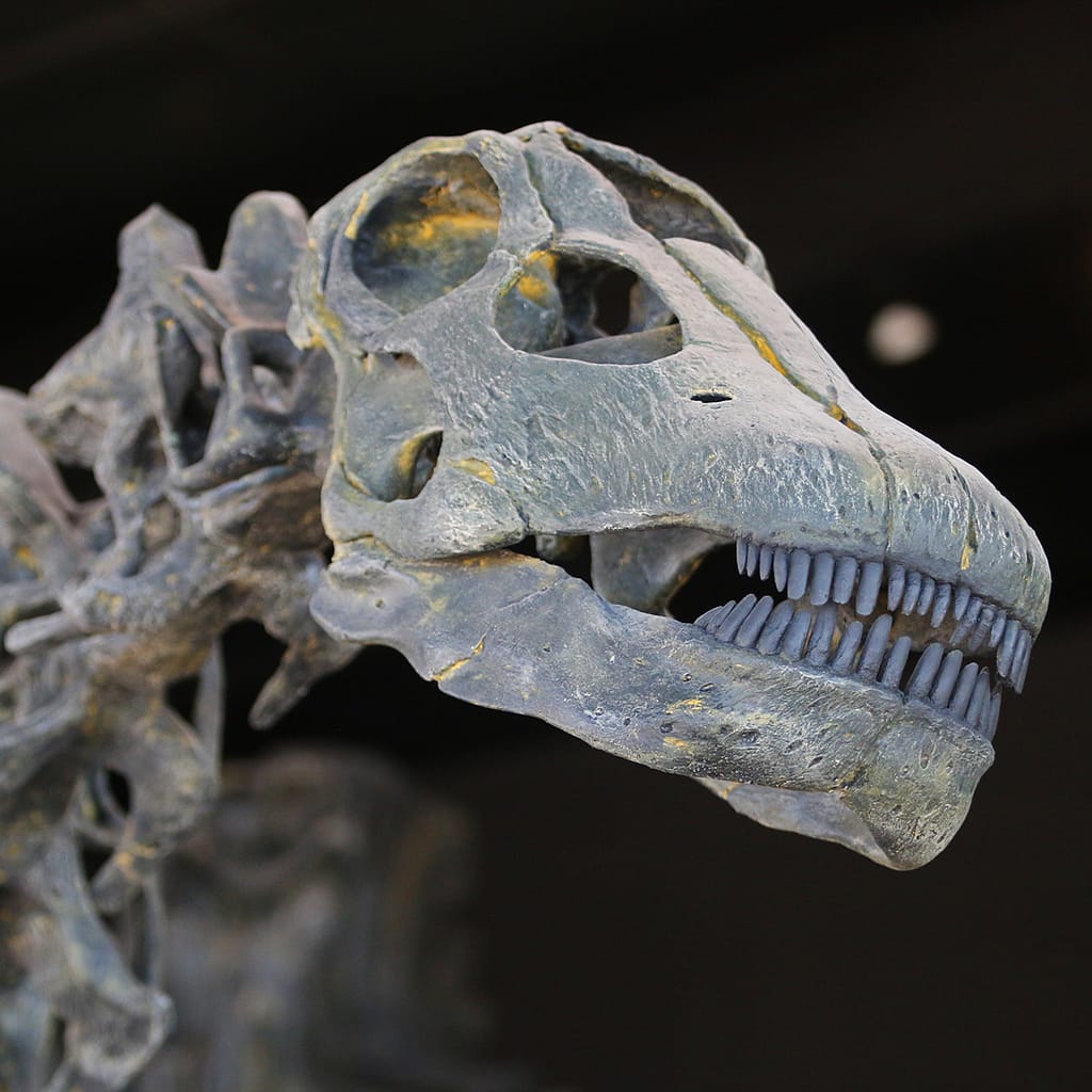 A dinosaur skull cast in the museum