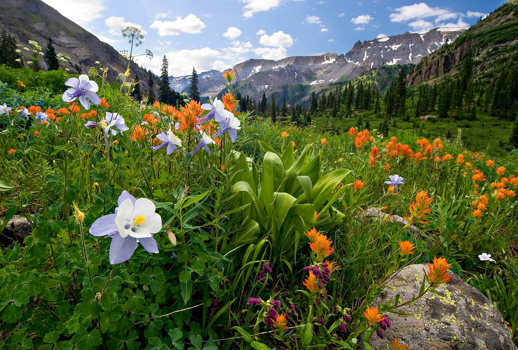 wildflowers near Ouray, Colorado