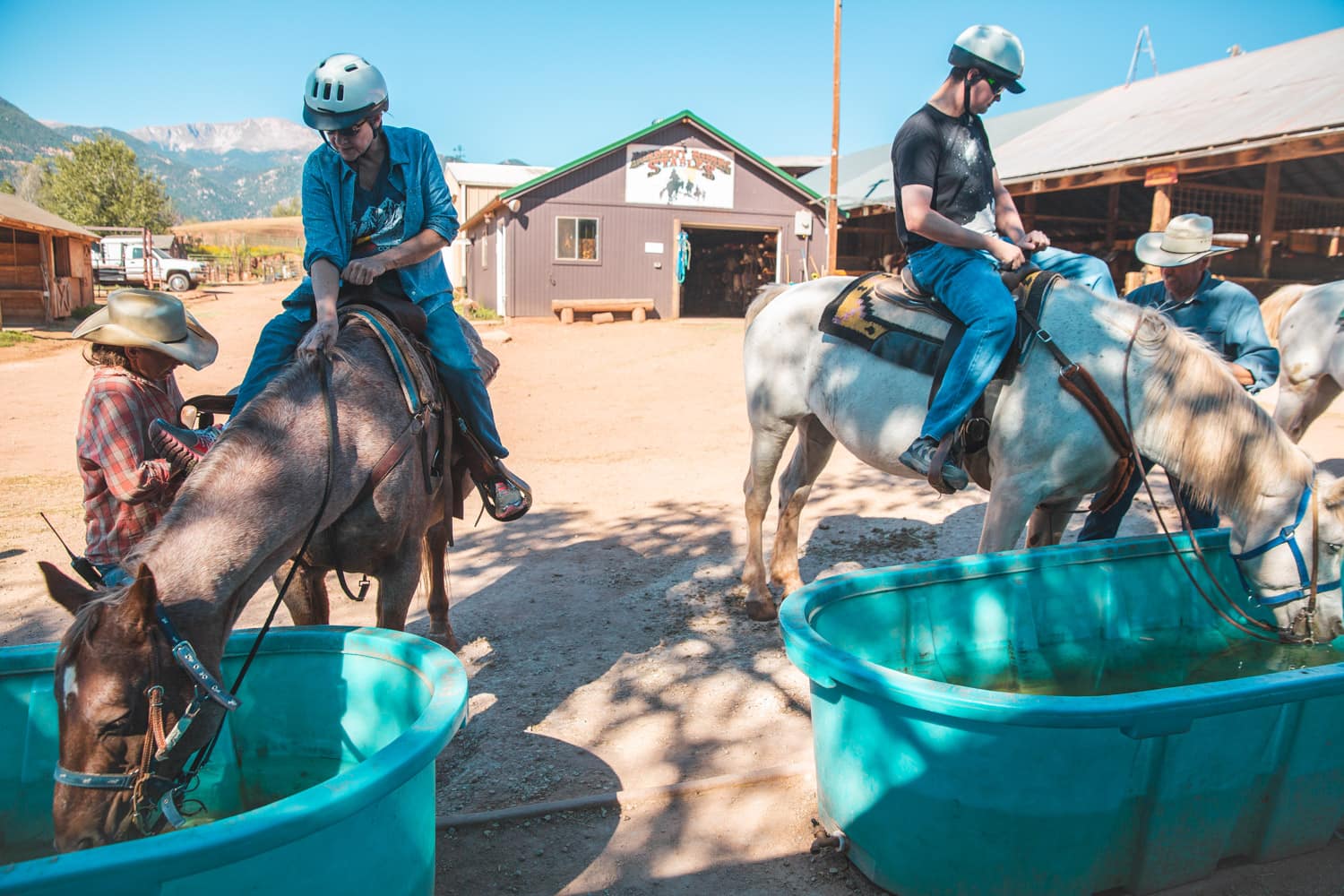 Trail horses drinking water
