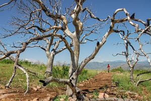 Royal Gorge Park Trail System