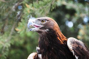 Birds of Prey presentation after interpretive raft trip