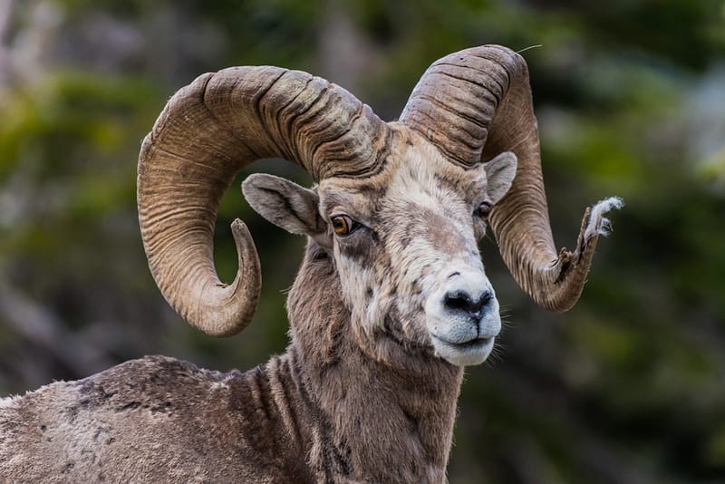 Detailed view of Bighorn Sheep Ram