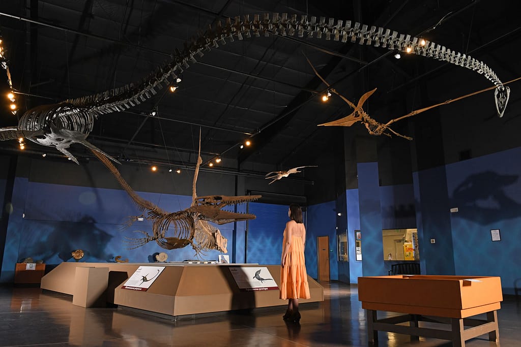 Dinosaur Experience Museum