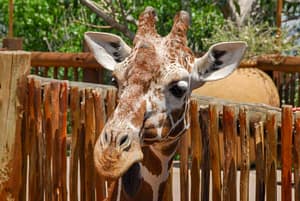Cheyenne Mountain Zoo - giraffe